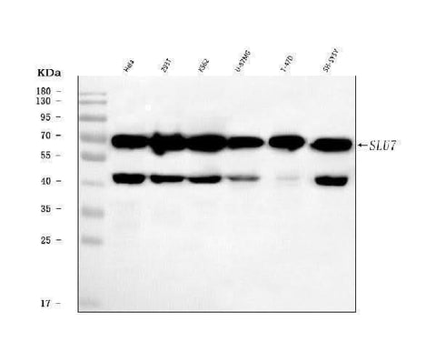 Anti-SLU7 Antibody Picoband® Boster Bio