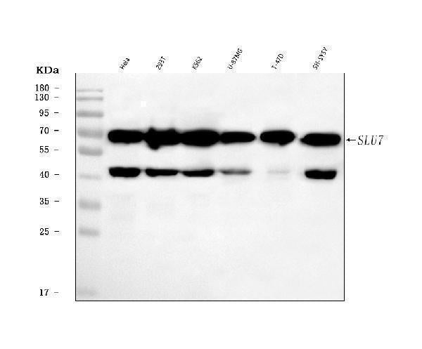 Anti-SLU7 Antibody Picoband® Boster Bio