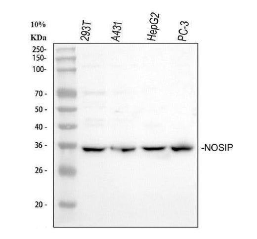 Anti-NOSIP Antibody Picoband® Boster Bio