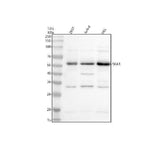 Anti-C13orf3/SKA3 Antibody Picoband® Boster Bio