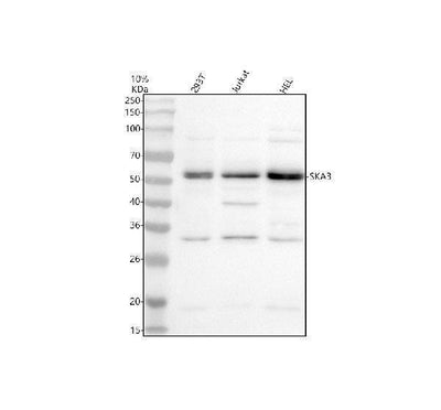 Anti-C13orf3/SKA3 Antibody Picoband® Boster Bio