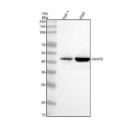 Anti-SMAP2 Antibody Picoband® Boster Bio