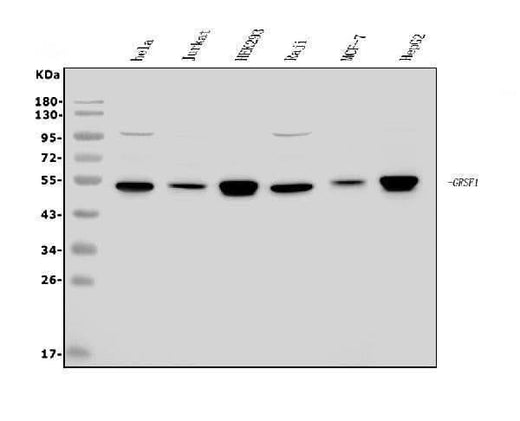 Anti-GRSF1 Antibody Picoband® Boster Bio