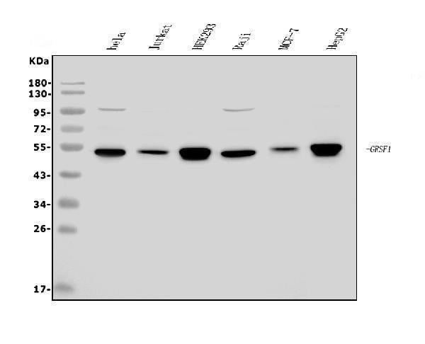 Anti-GRSF1 Antibody Picoband® Boster Bio