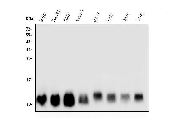 Anti-LSM2 Antibody Picoband® Boster Bio