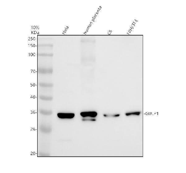 Anti-GULP1 Antibody Picoband® Boster Bio