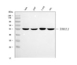 Anti-TOM1L1 Antibody Picoband® Boster Bio