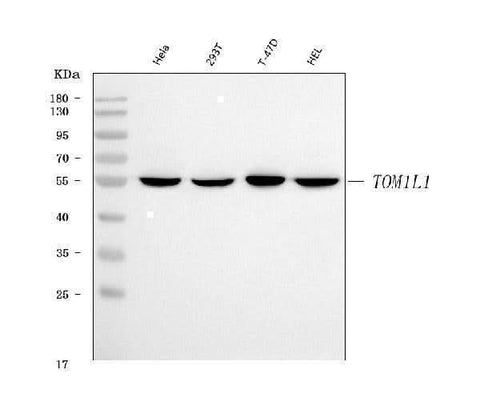 Anti-TOM1L1 Antibody Picoband® Boster Bio