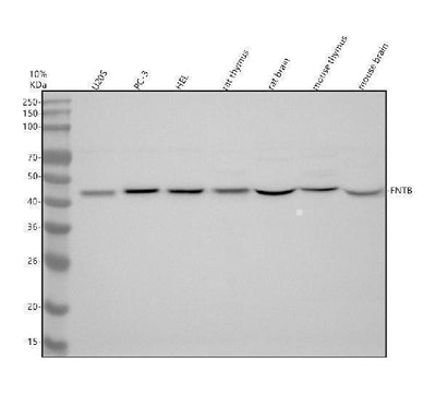 Anti-FNTB Antibody Picoband® Boster Bio