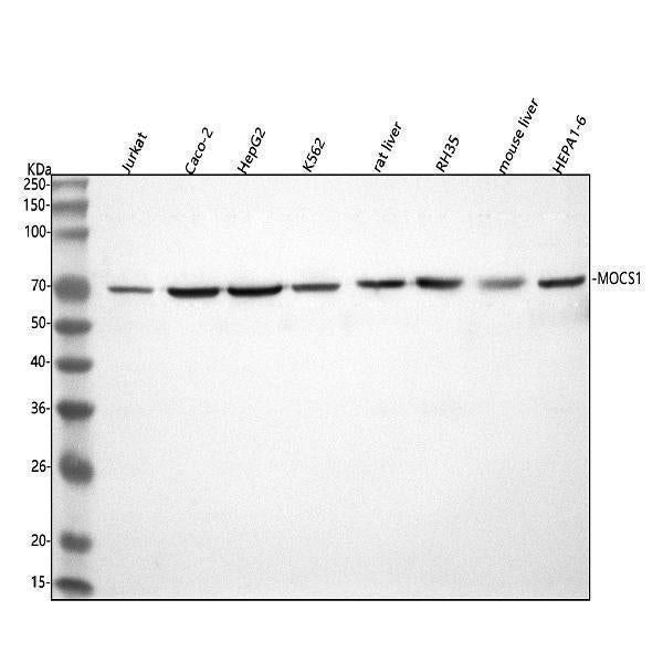 Anti-MOCS1 Antibody Picoband® Boster Bio