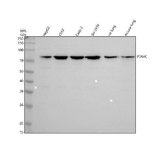 Anti-PDE4C Antibody Picoband® Boster Bio