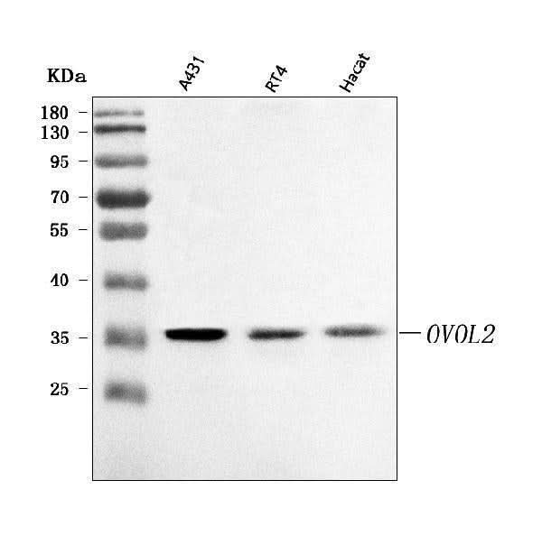 Anti-OVOL2 Antibody Picoband® Boster Bio