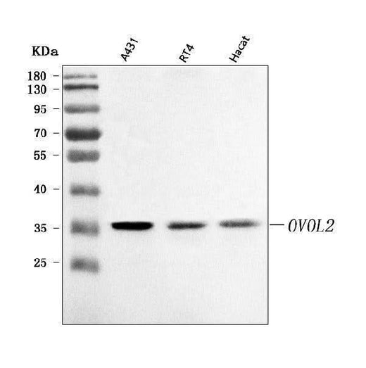 Anti-OVOL2 Antibody Picoband® Boster Bio