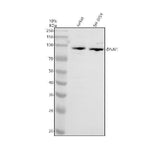Anti-ECM2 Antibody Picoband® Boster Bio