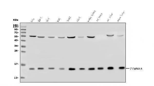 Anti-TIMM8A/DDP Antibody Picoband® Boster Bio