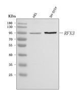 Anti-RFX3 Antibody Picoband® Boster Bio