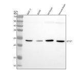 Anti-EEF1A1 Antibody Picoband® Boster Bio