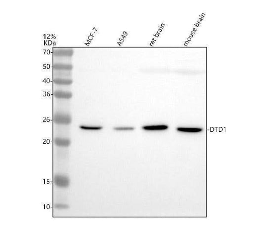 Anti-EEF1A1 Antibody Picoband® Boster Bio