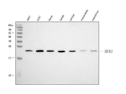 Anti-SFR1 Antibody Picoband® Boster Bio