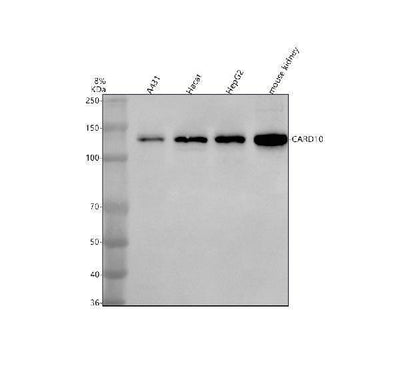 Anti-CARD10 Antibody Picoband® Boster Bio
