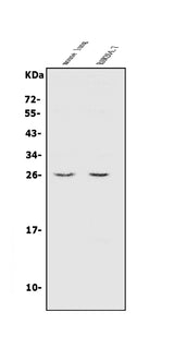 Anti-CINP Antibody Picoband® Boster Bio