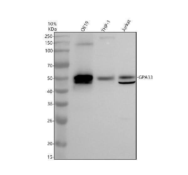 Anti-GPA33 Antibody Picoband® Boster Bio