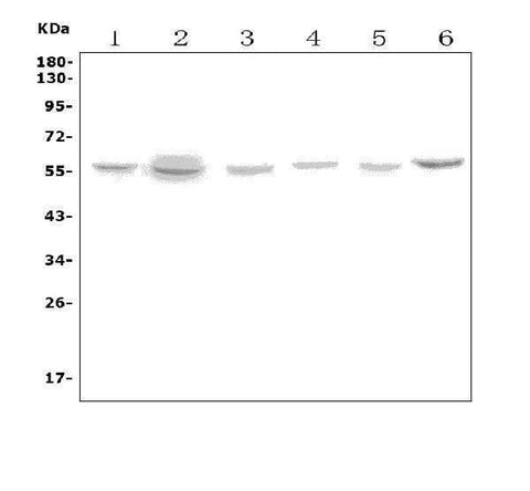 Anti-VMAT1/SLC18A1 Antibody Picoband® Boster Bio