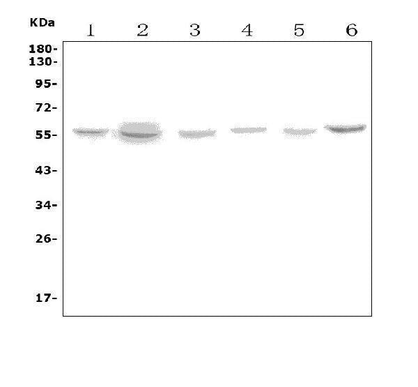 Anti-VMAT1/SLC18A1 Antibody Picoband® Boster Bio