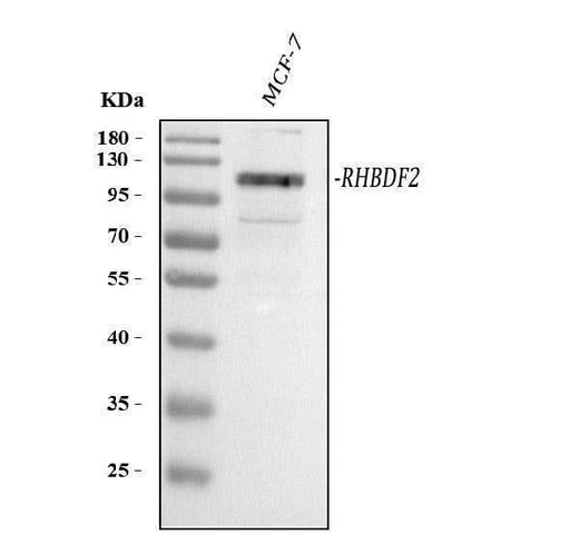 Anti-RHBDF2 Antibody Picoband® Boster Bio