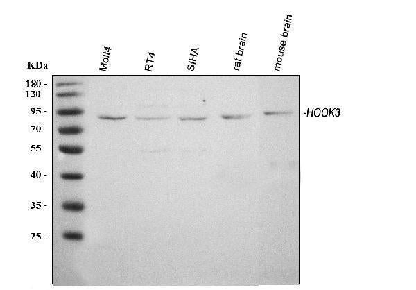 Anti-HOOK3 Antibody Picoband® Boster Bio