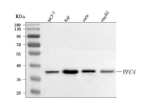 Anti-RFC4 Antibody Picoband® Boster Bio