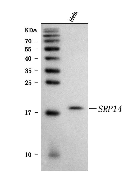 Anti-SRP14 Antibody Picoband® Boster Bio