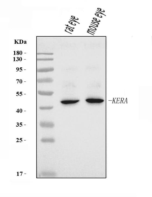 Anti-Keratocan/KTN/Kera Antibody Picoband® Boster Bio