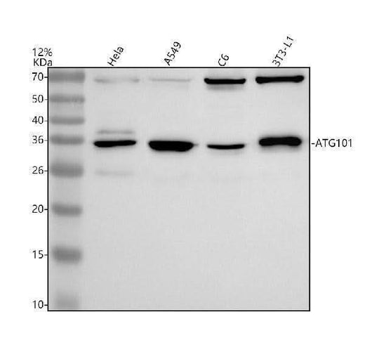 Anti-ATG101 Antibody Picoband® Boster Bio