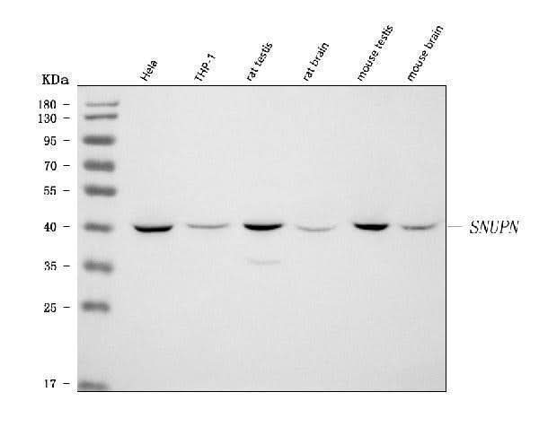 Anti-SNURPORTIN1/SNUPN Antibody Picoband® Boster Bio