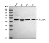 Anti-ZIP7/SLC39A7 Antibody Picoband® Boster Bio
