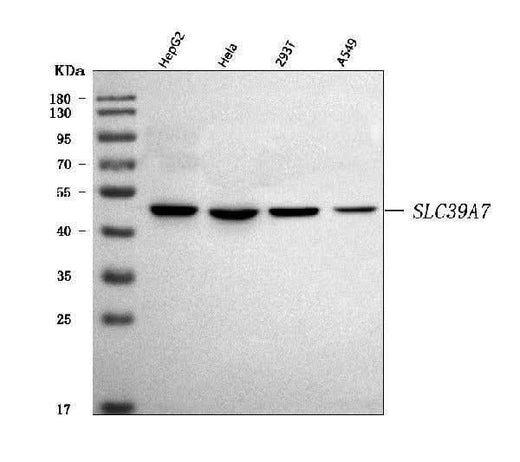 Anti-ZIP7/SLC39A7 Antibody Picoband® Boster Bio