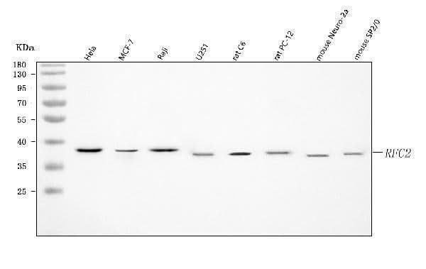 Anti-RFC2 Antibody Picoband® Boster Bio