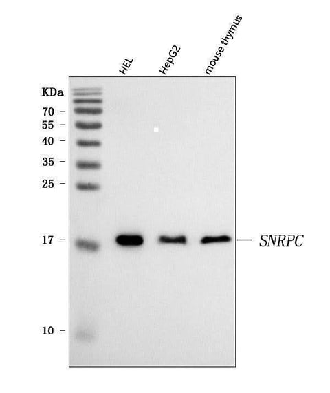 Anti-U1-C/SNRPC Antibody Picoband® Boster Bio