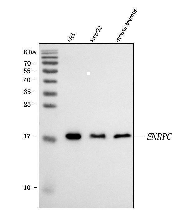 Anti-U1-C/SNRPC Antibody Picoband® Boster Bio