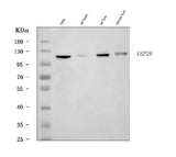Anti-USP26 Antibody Picoband® Boster Bio
