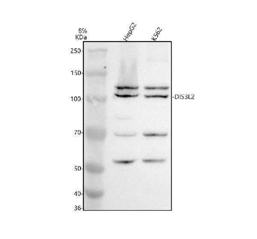 Anti-DIS3L2 Antibody Picoband® Boster Bio