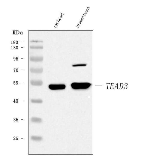 Anti-TEAD3 Antibody Picoband® Boster Bio