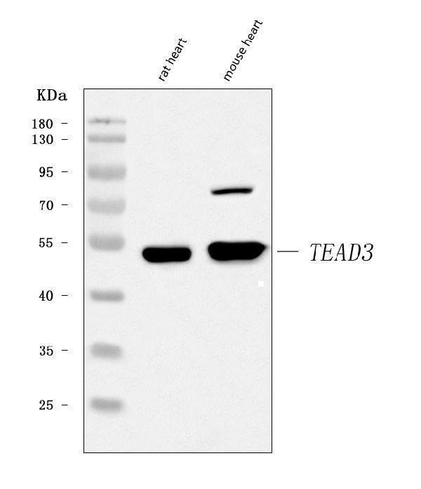 Anti-TEAD3 Antibody Picoband® Boster Bio