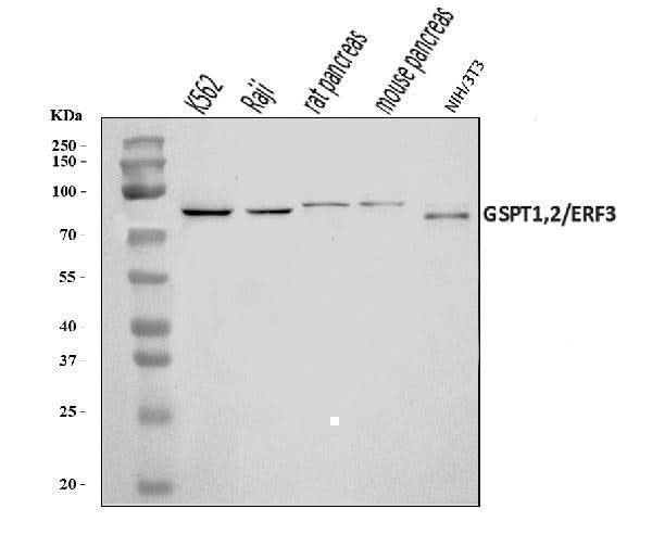 Anti-GSPT1,2 Antibody Picoband® Boster Bio