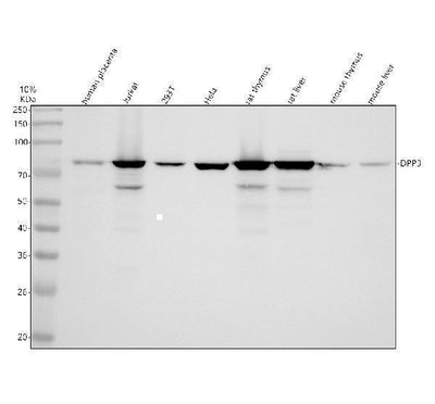 Anti-DPP3 Antibody Picoband® Boster Bio