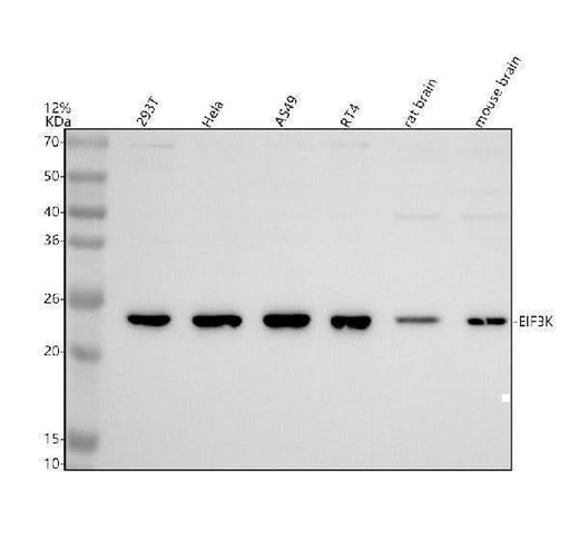 Anti-EEF1E1 Antibody Picoband® Boster Bio
