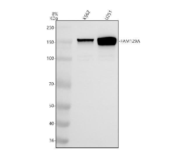 Anti-FAM129A/NIBAN1 Antibody Picoband® Boster Bio