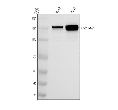 Anti-FAM129A/NIBAN1 Antibody Picoband® Boster Bio