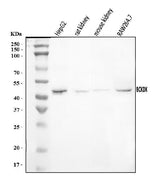 Anti-BCKDK Antibody Picoband® Boster Bio